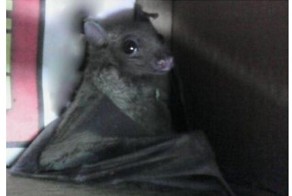 О враче, который спасает не только людей