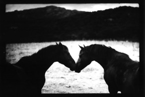Животные в черно-белых фотографиях Джакомо Брунелли