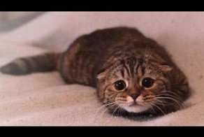 Хозяева ругают котов за их проделки