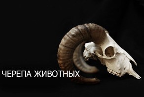 Черепа братьев наших меньших