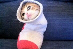 Бесплатно фото