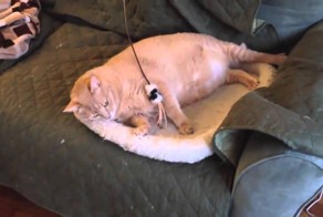 Которыбалка