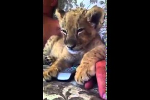 Силы покинули льва