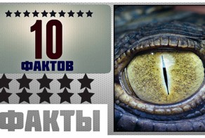 Интересные факты #6