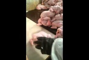 Подготовка кур к продаже