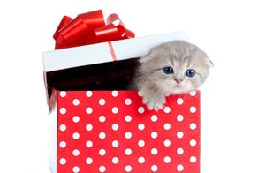 Тайна века: почему кошки так любят коробки?