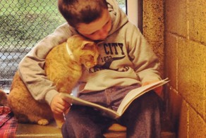 17 котов, из которых получились прекрасные няни