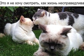 Животные,как люди