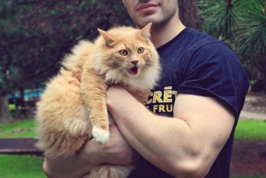 Емеля, эмоциональный кот