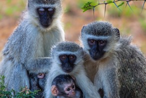 Ко дню влюбленных