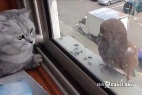 Наглый голубь