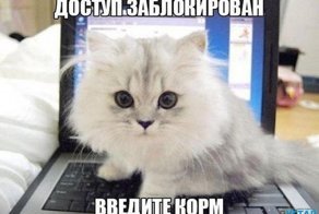 Просто смешные картинки с подписями 