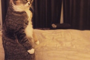 15 забавных котов, которым очень нравится стоять