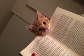 22 животных, которые не намерены дать своим хозяевам почитать