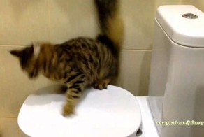 Смешные коты подборки