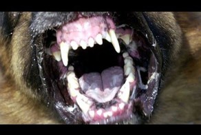 Бой собаки против кота 