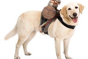 Топ 3 самых убойных &quot;фишек&quot; для собак