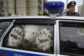 Фото из России