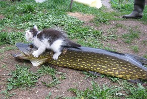 Бесплатно фото