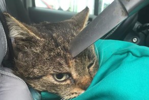 Коту извлекли из черепа кухонный нож