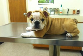 19 животных, которые панически боятся визита к ветеринару