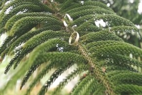 Обручальные кольца, огонь, вода и гравитация