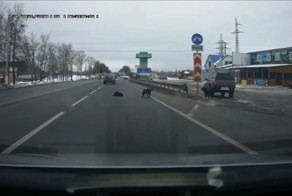 Неравнодушный водитель и сбитый щенок