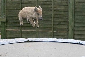 Как не стоит прыгать на батуте