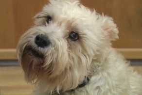 Собака самостоятельно навестила хозяйку в госпитале