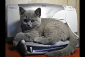 Видео Топ 5. Коты и принтеры