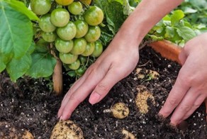 “TomTato”: гибрид картофеля и помидора