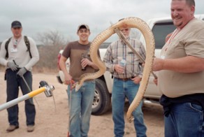 Как американцы ловят и едят гремучих змей 