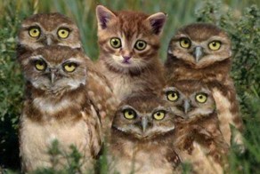 Веселые картинки 