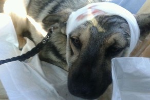 Пост о боли, добре и надежде на…ЖИЗНЬ