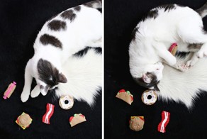 Делаем фетровые игрушки для домашних любимцев!