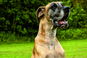 Посмотрите, что нашли в желудке у этого пса!