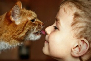 Коты - замечательные няни