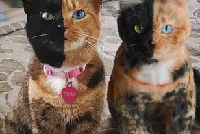 Плюшевые игрушки, копии домашних животных