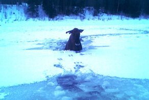 Как я лося спасал 