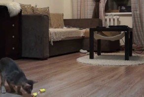 Когда коты остаются дома одни!