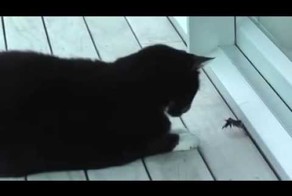 Жестокий бой кота