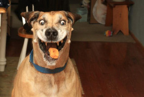 33 фотоиллюзии, которые случились с собаками  