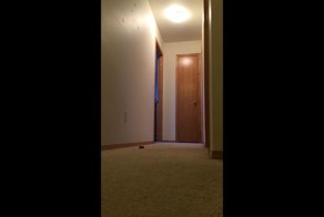 Крик души попугая