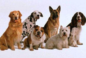 Интересные и малоизвестные факты о собаках