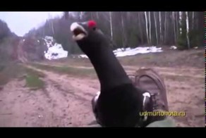 Очень смелый глухарь