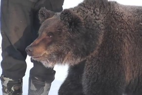 Ручной медвежонок Яшка