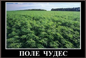 Растим коноплю по науке!