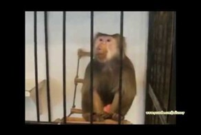 Смешные обезьяны подборки