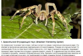 10 самых опасных паучков на планете!