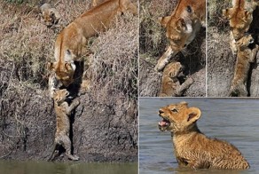 Львица помогла львенку перебраться через реку